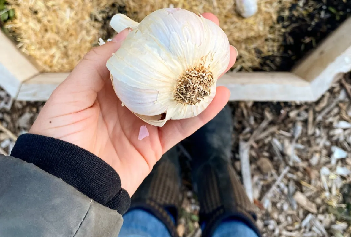 Lifespan Enigma: Unraveling Garlic's Secret